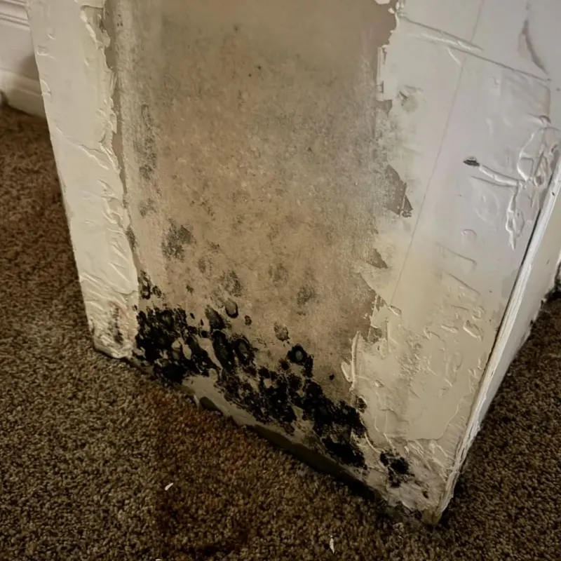 Professional Mold Removal in Shelby County, TN